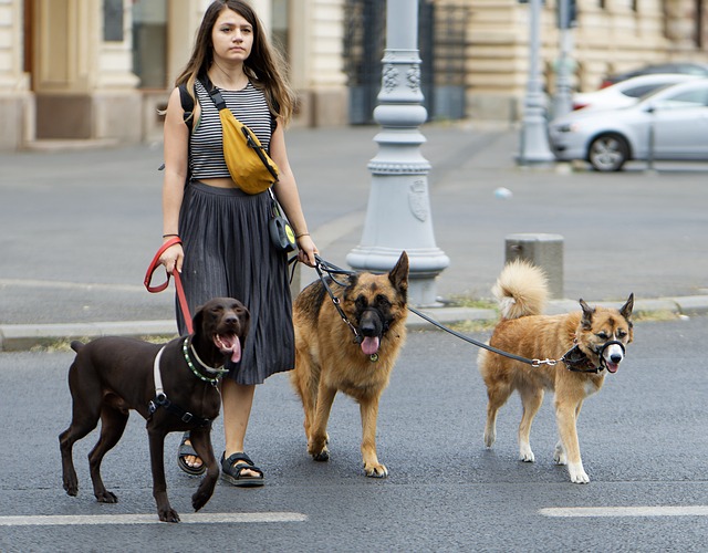 Spacer ulicami miasta z 3 dużymi psami